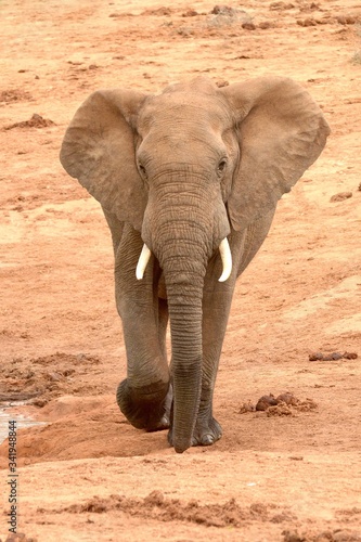 African Elephant full body front view