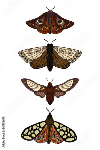 Butterfly. Seth night moths. Insects. Simple vector illustration.