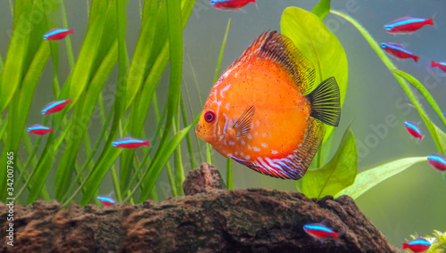 A Discus fish swimming in a fresh water aquarium surrounded by some plants, trunks and many Neon fishes