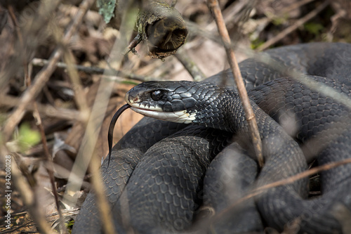 Northern black racer snake in bushes at Dividend Falls, Connecticut.