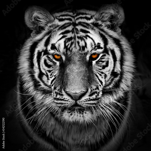 Closeup head shot of a tiger