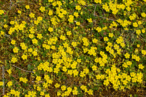 Yellow flowers of creeping cinquefoil as floral background, Potentilla reptans or Kriechende Fingerkraut