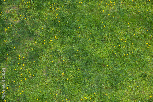Grass with dandelion