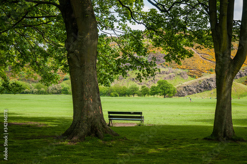 Lonely bench in Holyrood Park in front of hill covered by yellow flowers