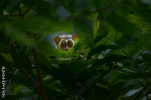 Slender loris