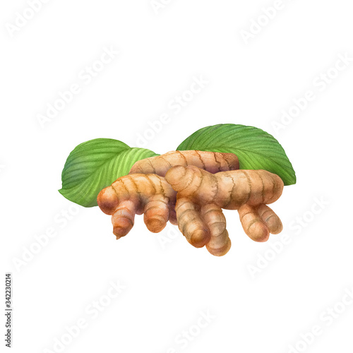 Turmeric Root Hand Drawn Pencil Illustration Isolated on White