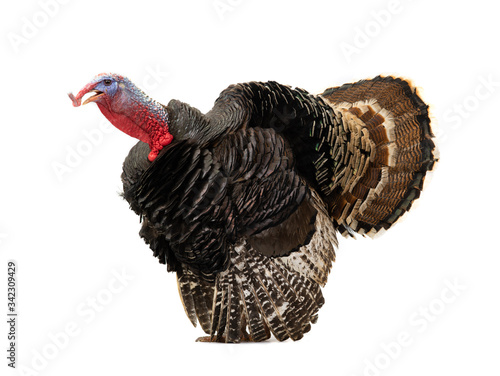 Angry turkey isolated on a white background.. 1.5 year, weight is 12 kilograms.