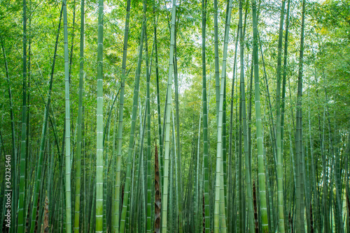 Sunshine and green bamboo forest