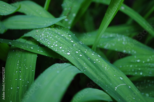 Hojas de planta verde con gotas de rocío 