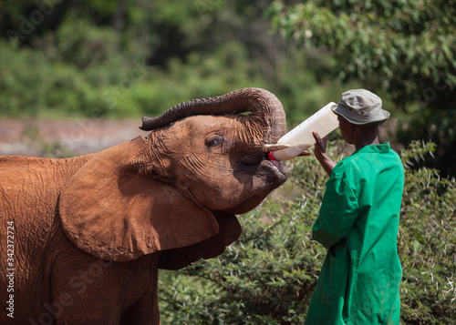 Nairobi, Kenya : Ranger feeding orphaned baby elephant in David Sheldrick Wildlife Trust conservation center 