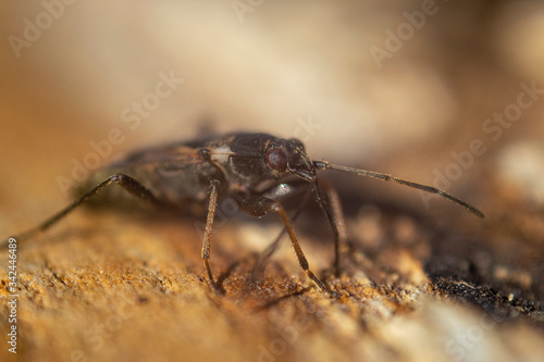 Elm seed bug. Close-up portrait. Macro photo.