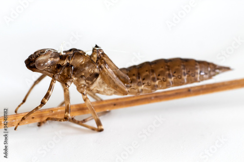 Close up of the shell of a dragonfly larva