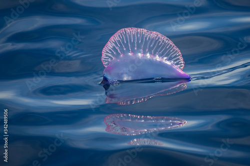 A portuguese man-o-war, Physalia, floatin motionless in the ocean surface. This siphonophore is a dangerouse marine animal, that can sting painfully to careless swimmers or divers.