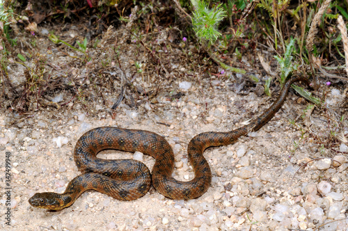 Vipernatter (Natrix maura) aus / Spanien - Viperine snake from Spain 