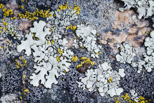 Moss and lichen grow on a stone. Macro. background of Lichen Moss stone.