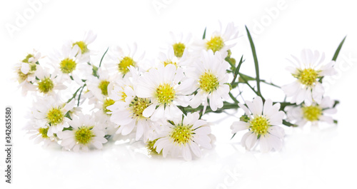 White cutter flower on white background.