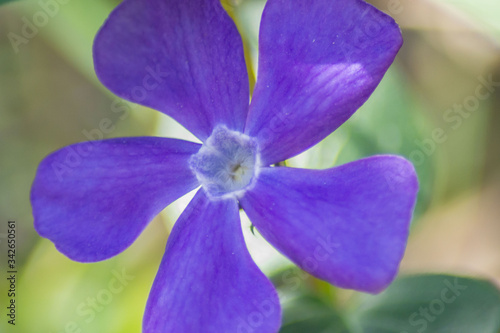 Close-up of beautiful small purple flowers of vinca (vinca minor) or small periwinkle, decoration of garden among green grass. Nature scene, details, selective focus