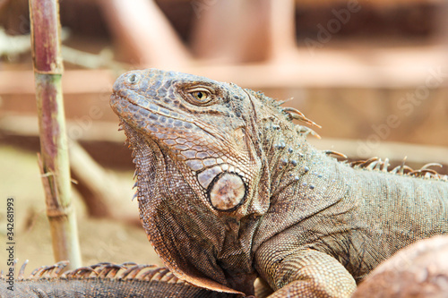 Iguana