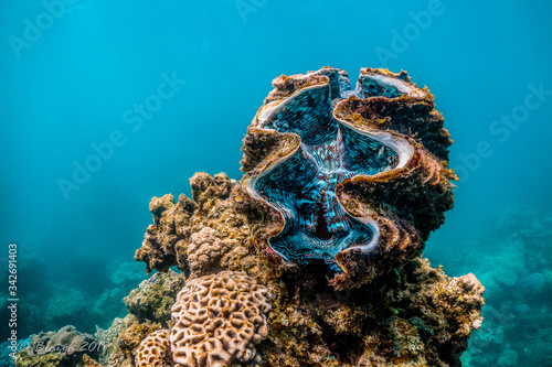 Giant clam resting among colorful coral reef