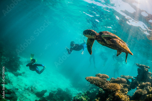 Turtle swimming close to the surface with a pair of snorkelers swimming in the background