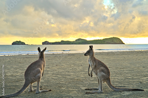 Kangaroo during sunrise at Cape Hillsborough on the beach