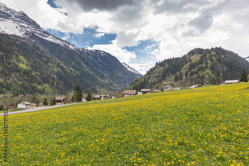 A good crop of Dandelions this year in the French Alps