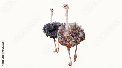 Clipping path of ostrich