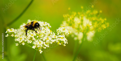 Bumblebee close up in its natural habitat