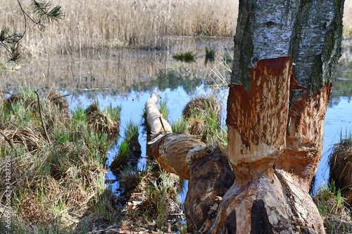 ciężka praca bobrów