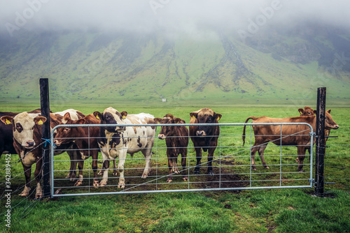 Herd of cows on a grazing land in southern part of Iceland