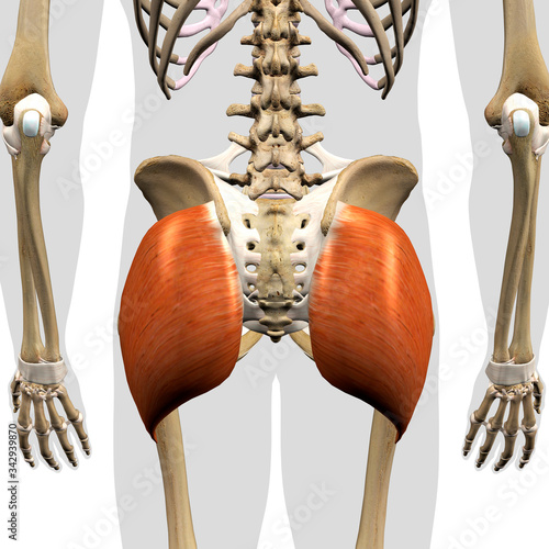 Gluteus Maximus Muscle in Isolation Rear View of Pelvis, Hip and Leg Human Anatomy