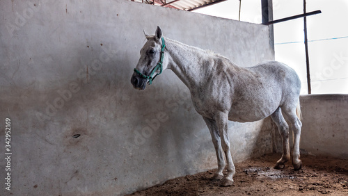 Horse infected African horses sickness virus are confined to the farm