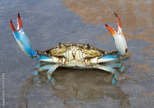 Blue crab (Callinectes sapidus) close up, Texas, Galveston