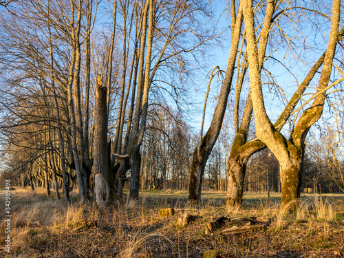 landscape with a beautiful wooden alley, the alley path has grown into the hall