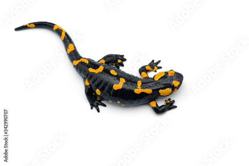 The fire salamander isolated on white background