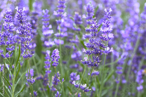 Provence - lavender field