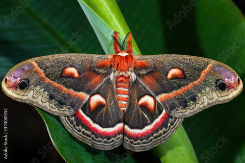Cecropia Moth - Hyalophora cecropia, beautiful large colored moth from North American forests and woodlands, USA.