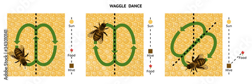 Waggle dance. Honeybee dance language. Dance language is used by an individual worker to communicate to one or more other workers. 