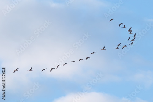 flock of birds wild grey geese
