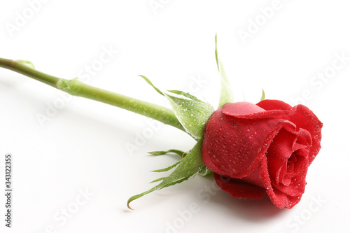rosa rossa poggiata su un tavolo e isolata su sfondo bianco