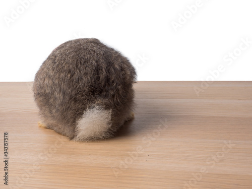 Rear view of grey rabbit with white tail on the wooden surface and white background with copy space.