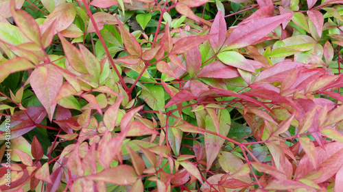 Nandina domestica 'Obsessed'