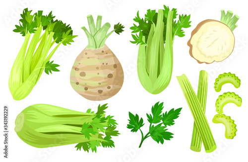 Celery isolated cartoon set icon. Vector cartoon set icon vegetable. Vector illustration celery on white background.