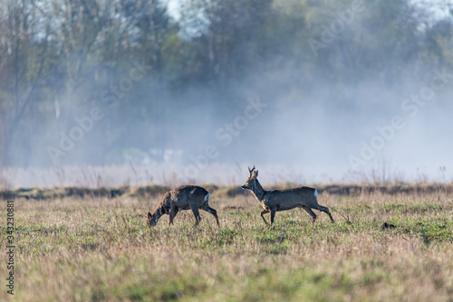 Deer in the meadow in the morning