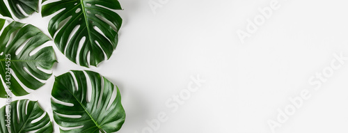 Tropical monstera leaves on white background. Summer concept.