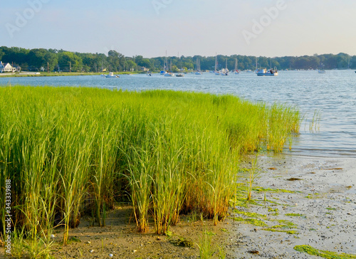 Marsh grass (Spartina alterniflora) is the keystone species of the coastal salt marsh ecosystem. It lives in the intertidal zone and is flooded twice each day. Setauket Harbor, Long Island, NY. 