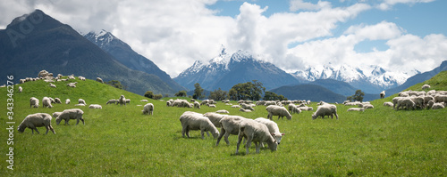Panoramic shot of herd of sheep grazing on the green meadows with mountains in backdrop, shot in Glenorchy, New Zealand