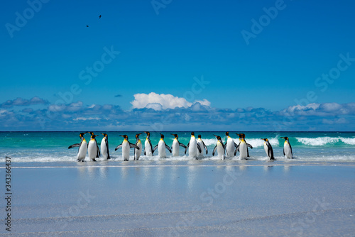 ペンギンの群れ フォークランド諸島,ボランティアポイント,Earththeater
