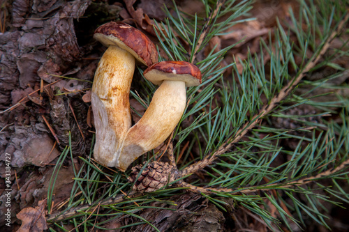 Group of wild edible bay bolete known as imleria badia or boletus badius mushroom on old hemp in pine tree forest..