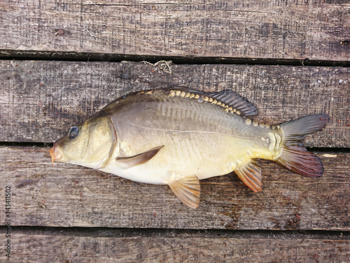 carp is a fish that lives in ponds and rivers. fishing trophy